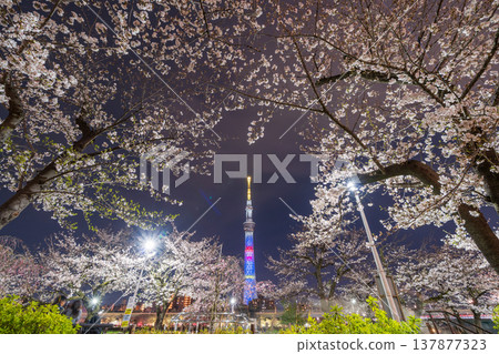 東京墨田公園(墨田區)的夜間櫻花和東京晴空塔景觀 東京墨田公園(墨田區)的夜間櫻花和東京晴空塔景觀 137877323
