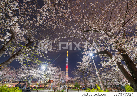 Nighttime cherry blossoms and Tokyo Skytree view at Sumida Park, Tokyo (Sumida Ward) Nighttime cherry blossoms and Tokyo Skytree view at Sumida Park, Tokyo (Sumida Ward) 137877324