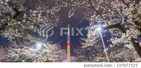 東京墨田公園(墨田區)的夜間櫻花和東京晴空塔景觀 東京墨田公園(墨田區)的夜間櫻花和東京晴空塔景觀 137877325