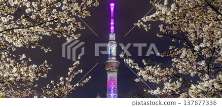 Nighttime cherry blossoms and Tokyo Skytree view at Sumida Park, Tokyo (Sumida Ward) 137877336