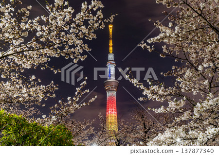 東京墨田公園(墨田區)的夜間櫻花和東京晴空塔景觀 東京墨田公園(墨田區)的夜間櫻花和東京晴空塔景觀 137877340