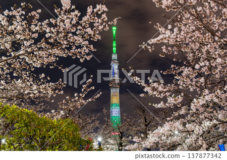 Nighttime cherry blossoms and Tokyo Skytree view at Sumida Park, Tokyo (Sumida Ward) Nighttime cherry blossoms and Tokyo Skytree view at Sumida Park, Tokyo (Sumida Ward) 137877342