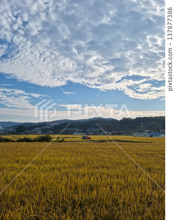 autumn golden rice field. Rural landscape. autumn golden rice field. Rural landscape. 137877386