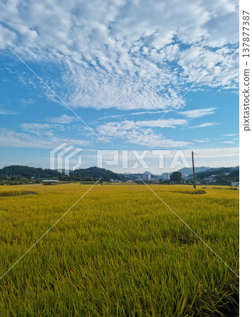 autumn golden rice field. Rural landscape. autumn golden rice field. Rural landscape. 137877387