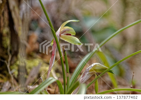 野生蘭花、蕙蘭盛開 137877402