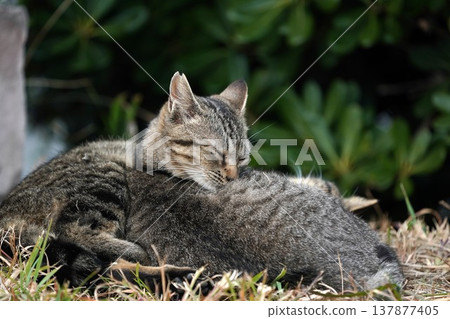 Cats huddled together on a cold day Cats huddled together on a cold day 137877405