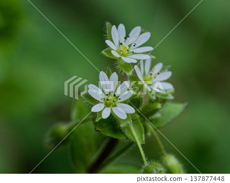 Ushichickweed clumps, flowers waiting for spring Ushichickweed clumps, flowers waiting for spring 137877448