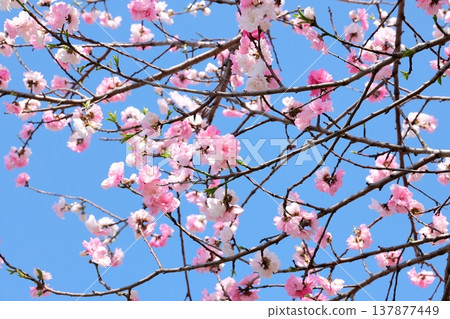 Hanamomo in full bloom 137877449