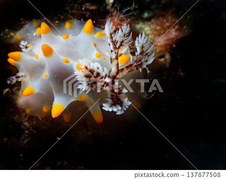 Cute sea slug Cute sea slug 137877508