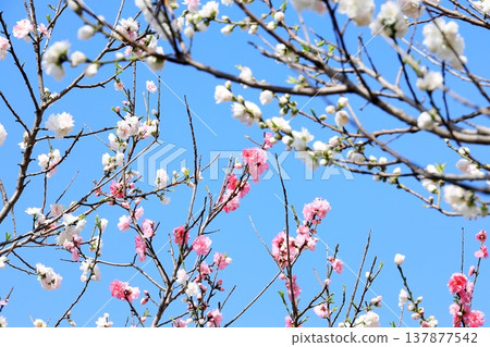 Hanamomo in full bloom 137877542