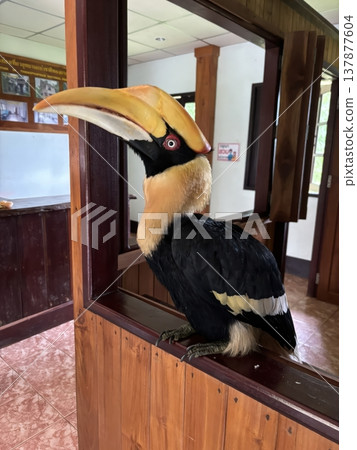 Great Hornbill Bird Perched on a Wooden Window Frame in Thailand 137877604