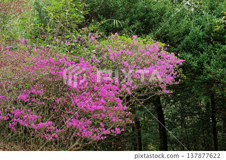 杜鵑花杜鵑花的一種,盛開的杜鵑花杜鵑花 杜鵑花杜鵑花的一種,盛開的杜鵑花杜鵑花 137877622