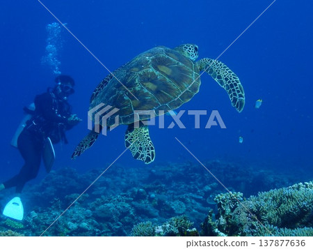 Green turtle swimming gracefully Green turtle swimming gracefully 137877636