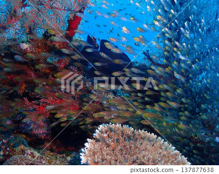 珊瑚和藍色的大海和魚 珊瑚和藍色的大海和魚 137877638