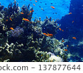 Coral and blue sea and fish 137877644