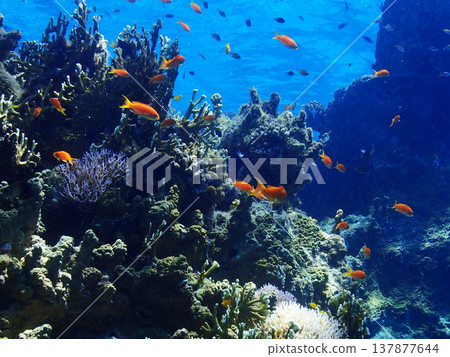 珊瑚和藍色的大海和魚 珊瑚和藍色的大海和魚 137877644
