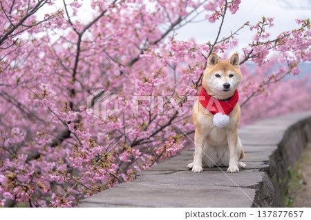 A cute Shiba Inu in a cherry blossom background - Shiba Inu Akane A cute Shiba Inu in a cherry blossom background - Shiba Inu Akane 137877657