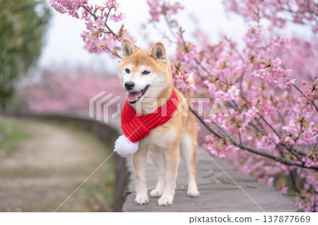 櫻花背景下的可愛柴犬 - 柴犬茜 137877669