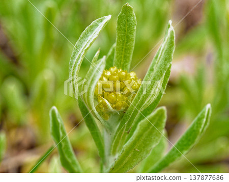 繁縷，菊科二年生植物，開黃花 137877686