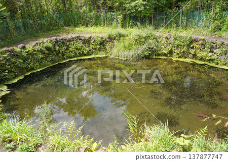世界遺產:忍野八海“銫子池” 世界遺產:忍野八海“銫子池” 137877747