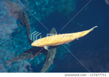 金虹鱒魚在忍野八海的泉水池中游弋。 金虹鱒魚在忍野八海的泉水池中游弋。 137877751