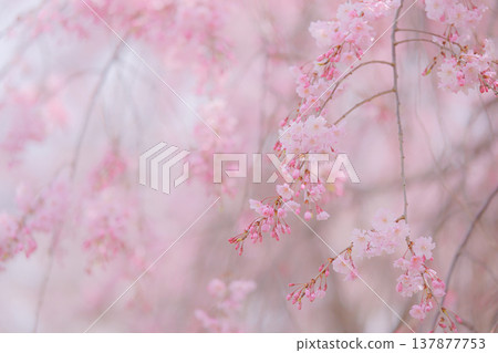 A soft cherry blossom scene A soft cherry blossom scene 137877753