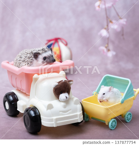 Hedgehogs and hamsters Hedgehogs and hamsters 137877754