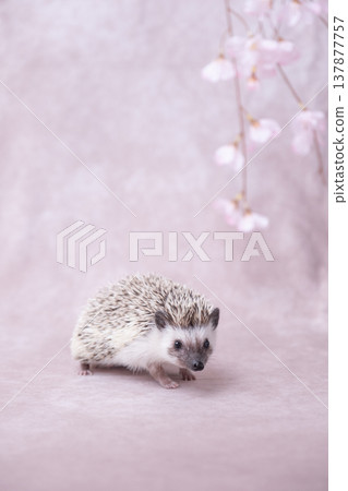 刺猬3 刺猬3 137877757