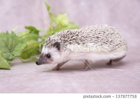 Hedgehog 4 Hedgehog 4 137877758
