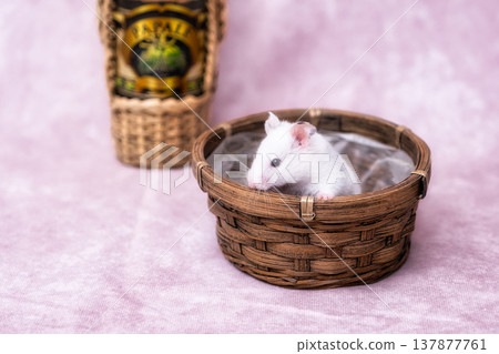倉鼠1 倉鼠1 137877761