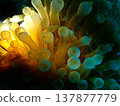Mysterious sea anemone 137877779