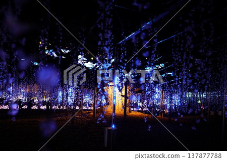 Ashikaga Flower Park Illuminations Ashikaga Flower Park Illuminations 137877788