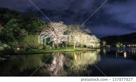 Illuminated cherry blossoms at night Illuminated cherry blossoms at night 137877827