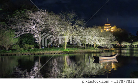 Illuminated cherry blossoms at night Illuminated cherry blossoms at night 137877831
