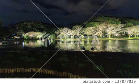 Illuminated cherry blossoms at night Illuminated cherry blossoms at night 137877839