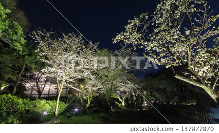 Illuminated cherry blossoms at night Illuminated cherry blossoms at night 137877870