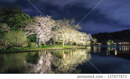 夜晚的櫻花被燈光照亮 137877873