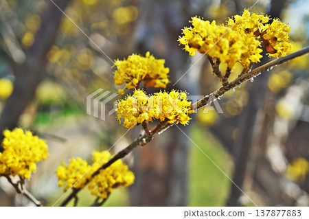 Yellow cornel flowers (spring, March) Yellow cornel flowers (spring, March) 137877883