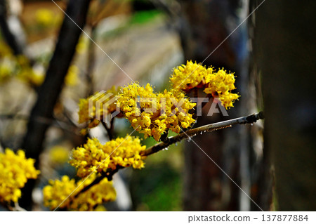 Yellow cornel flowers (spring, March) 137877884