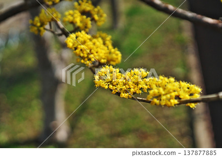 Yellow cornel flowers (spring, March) Yellow cornel flowers (spring, March) 137877885