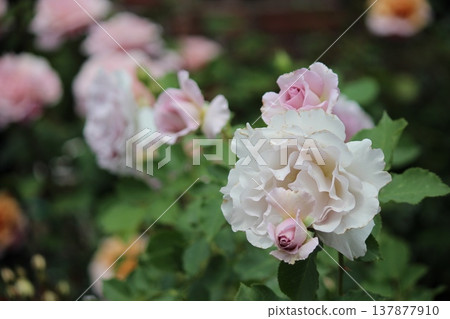 濕潤的白玫瑰 濕潤的白玫瑰 137877910