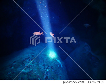 Fish swimming underwater 137877918