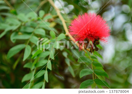 Calliandra, a gentle red flower. Calliandra, a gentle red flower. 137878004