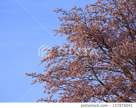 The cherry blossoms at Arakawa Athletic Park's cherry blossom embankment are in full bloom. 137878041
