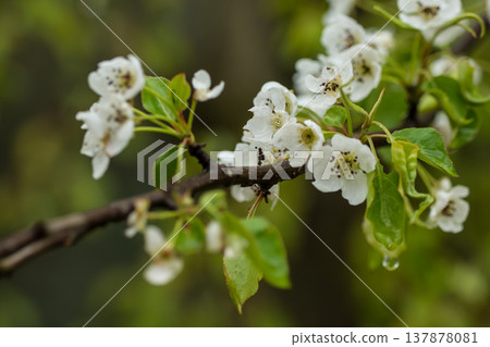 薔薇科梨樹,開白花 薔薇科梨樹,開白花 137878081