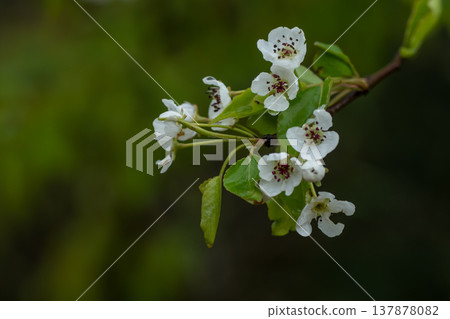 A rose family bean tree with white flowers A rose family bean tree with white flowers 137878082