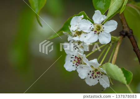薔薇科梨樹,開白花 薔薇科梨樹,開白花 137878083