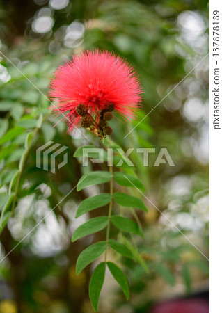 Calliandra, a gentle red flower. Calliandra, a gentle red flower. 137878189