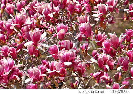 Magnolia flowers (spring, March) Magnolia flowers (spring, March) 137878234