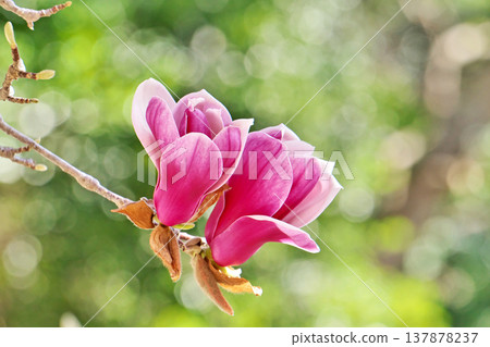 木蘭花(春季,三月) 木蘭花(春季,三月) 137878237